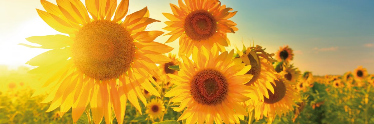 Sonnenblumen