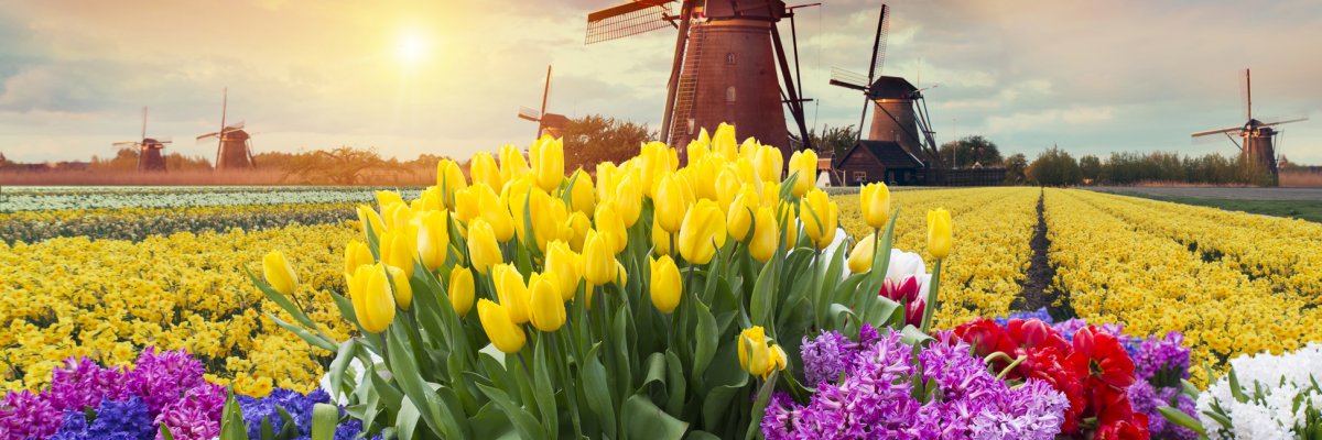 Lanndschaft mit Tulpen und Windmühlen