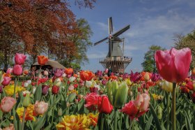 &copy; Keukenhof 
