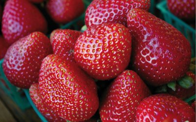 Frische Erdbeeren © Joelyn Pullano - fotolia.com