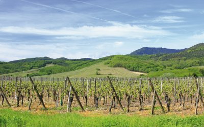 Weinberge im Elsass © Joachim Opelka-fotolia.com