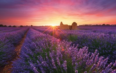 Lavendelfeld in der Provence © Beboy-fotolia.com