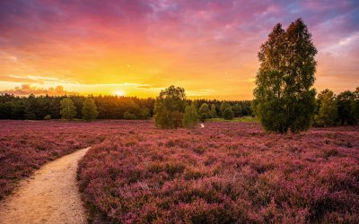 Lüneburger Heide - Heidschnuckenweg © RuZi - stock.adobe.com