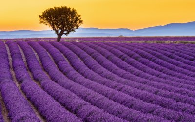 Lavendelfeld in der Provence © emperorcosar - stock.adobe.com