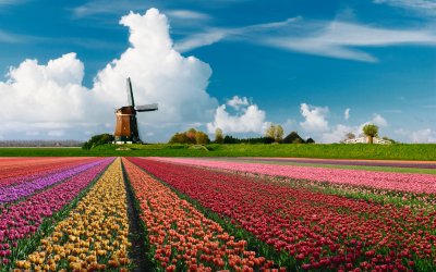 Tulpenblüte in Holland © iStock/JacobH