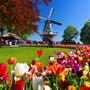 Keukenhof in den Niederlanden - © Nikolay N. Antonov - stock.adobe.com