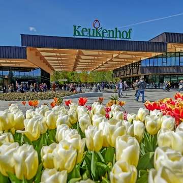 Keukenhof in den Niederlanden