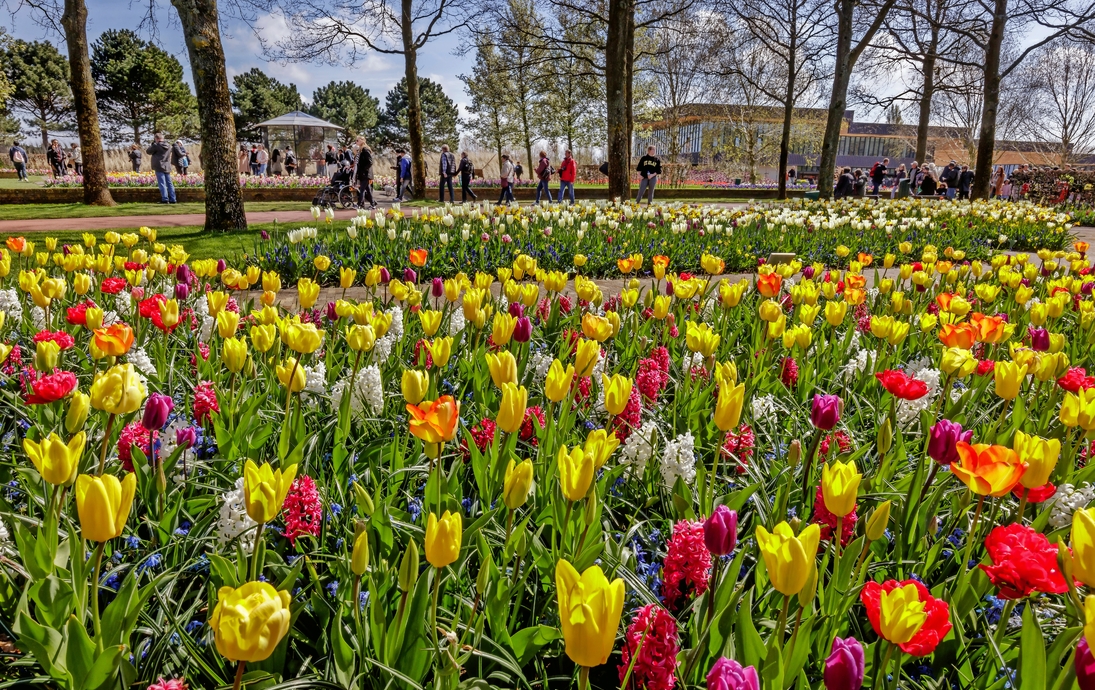 Keukenhof in den Niederlanden