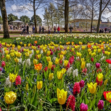 Keukenhof in den Niederlanden