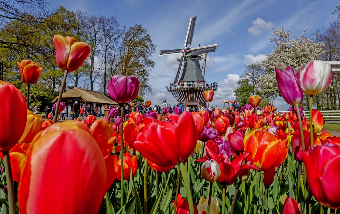 Keukenhof in den Niederlanden