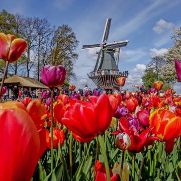 Keukenhof in den Niederlanden