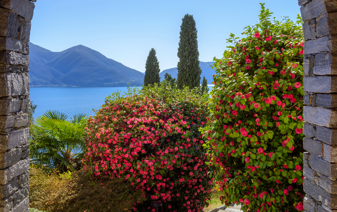 blühender Lago Maggiore
