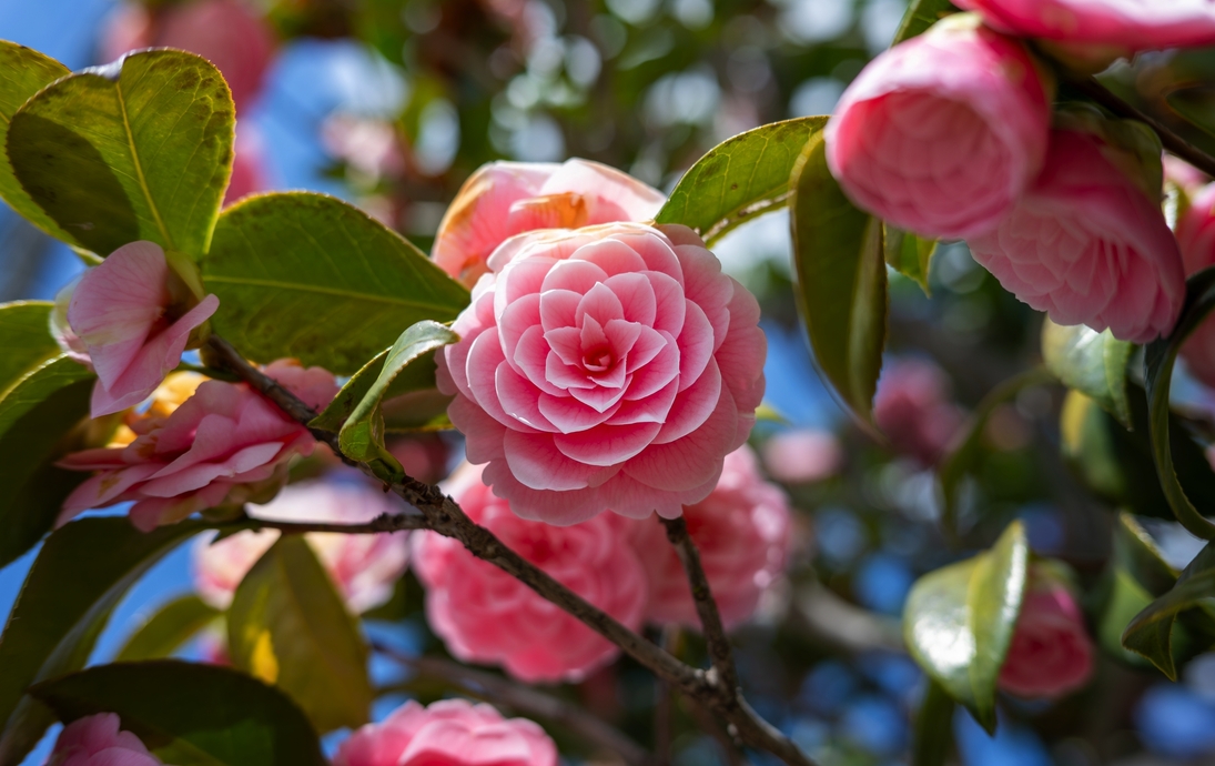 Nahaufnahme einer rosa Kamelienblüte mit grünen Blättern