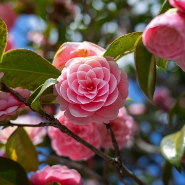Nahaufnahme einer rosa Kamelienblüte mit grünen Blättern - © It's Real Picture - stock.adobe.com