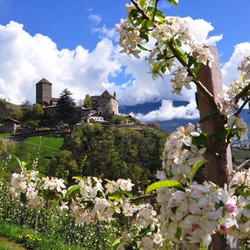 Schloss Tirol im Frühling - © Henry Czauderna - stock.adobe.com