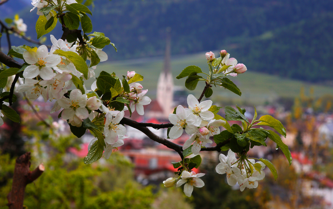 Apfelblüte in Südtirol