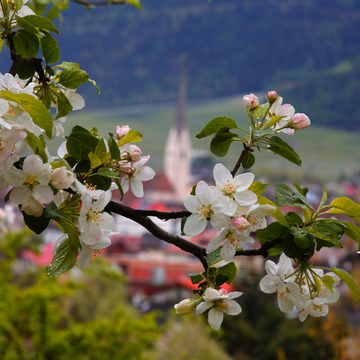 Apfelblüte in Südtirol