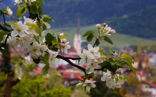 Blütenzauber in Südtirol