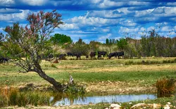 Provence & Camargue