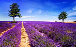 Provence & Camargue