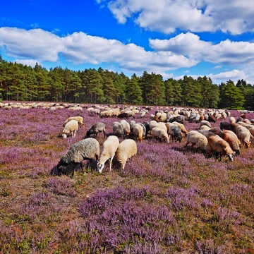 Heidschnucken in der Lüneburger Heide, Deutschland - © ruzi - stock.adobe.com