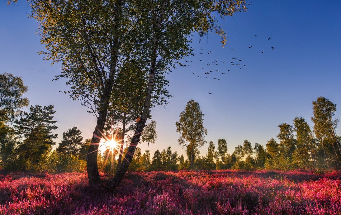 Lüneburger Heide, Deutschland