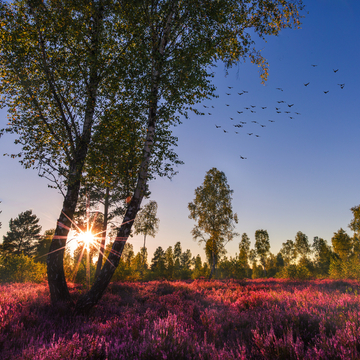 Lüneburger Heide, Deutschland - © Christopher Klein - stock.adobe.com