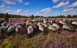 Heidschnucken in der Lüneburger Heide, Deutschland