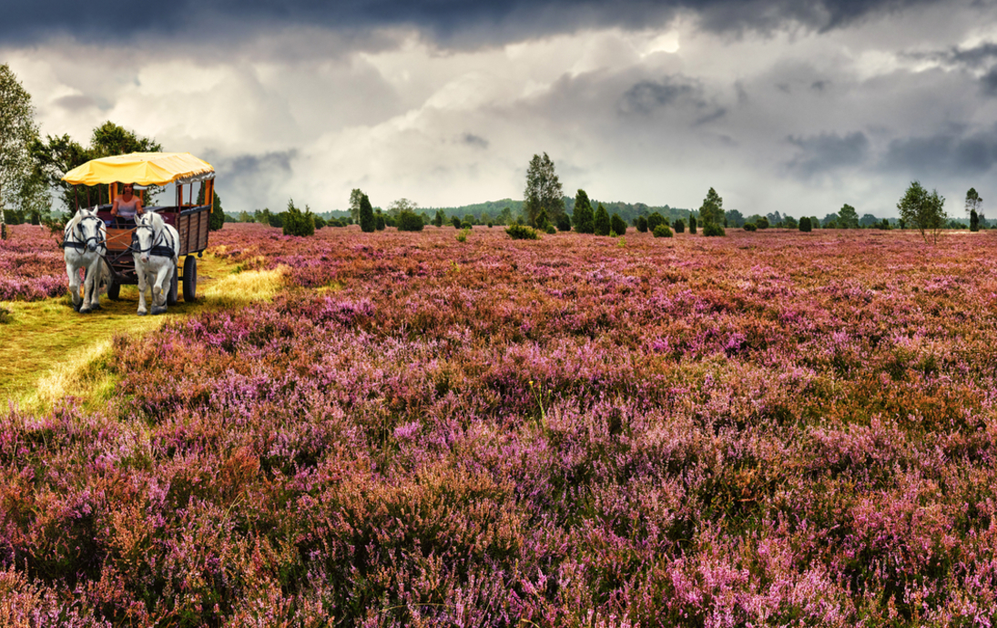 Kutschfahrt durch die Lüneburger Heide, Deutschland