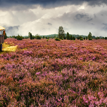 Kutschfahrt durch die Lüneburger Heide, Deutschland - ©Ingo Bartussek - stock.adobe.com