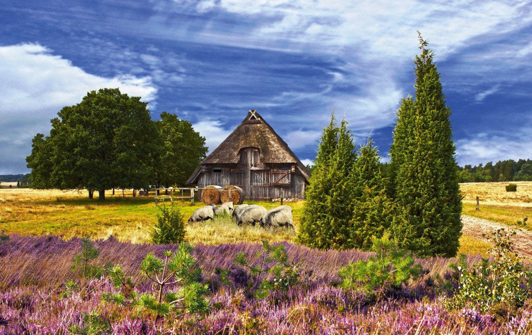 Heidschnucken in der Lüneburger Heide