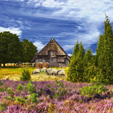 Heidschnucken in der Lüneburger Heide - © Gabriele Rohde - Fotolia