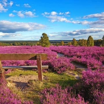 Lüneburger Heide, Deutschland - © BVpix - Fotolia