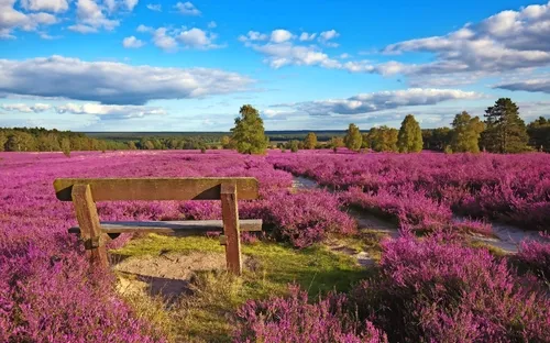 Lüneburger Heide