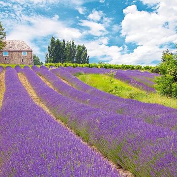 Provence - © Phil_Good - Fotolia