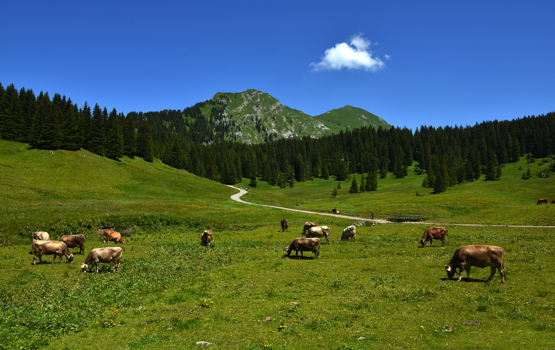 Kanisalpe mit Kanisfluh im Bregenzerwald bei Mellau