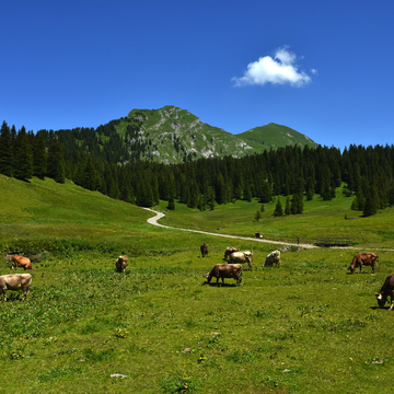 Kanisalpe mit Kanisfluh im Bregenzerwald bei Mellau - ©JRG - stock.adobe.com