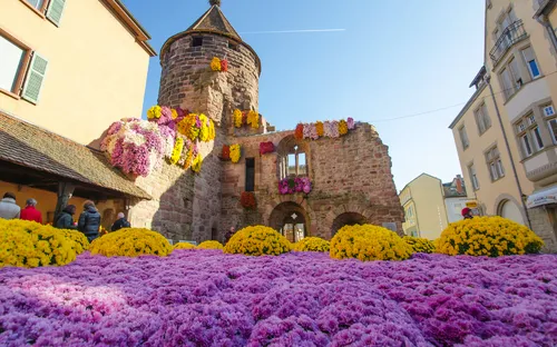 Chrysanthema in Lahr 
