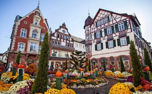 Chrysanthema in Lahr 