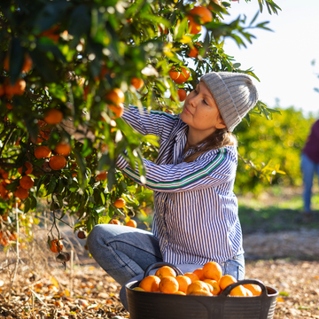 Bäuerin erntet Mandarinen im Obstgarten