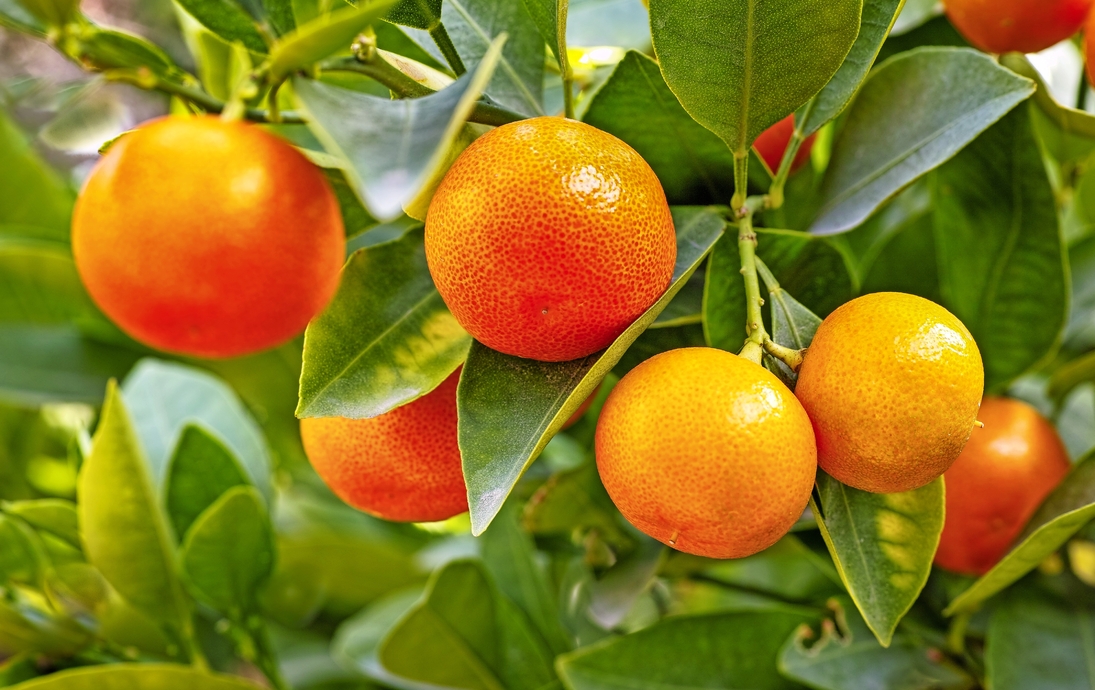 Mandarinenbaum