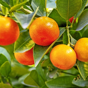 Mandarinenbaum - © eyetronic - stock.adobe.com