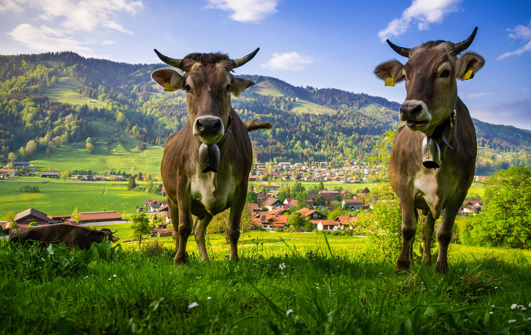 Kühe im Allgäu