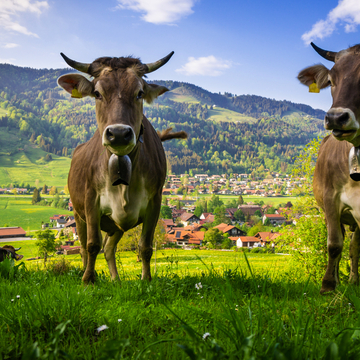 Kühe im Allgäu - © Foto-Wolle - stock.adobe.com