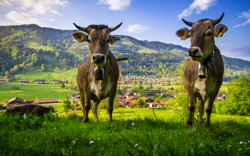 Urlaubsparadies Allgäu