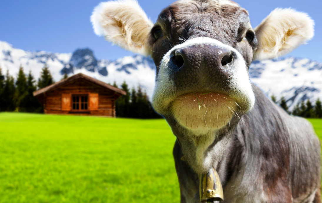 Jungvieh auf der Alm