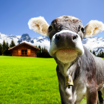 Jungvieh auf der Alm - © by-studio - stock.adobe.com