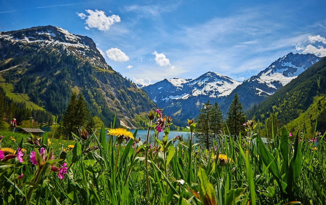 Vilsalpsee im Tannheimer Tal mit Blumenwies und Bergkulise im Frühling