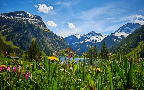 Vilsalpsee im Tannheimer Tal mit Blumenwies und Bergkulise im Frühling