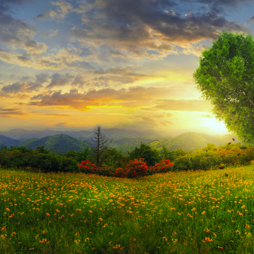 Panorama eines Herzbaums - © Kevin Carden - stock.adobe.com